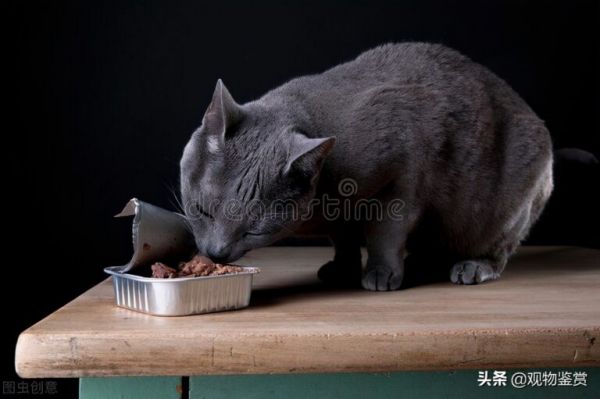 猫一个月吃多少斤猫粮，这与猫的身体年龄大小有关