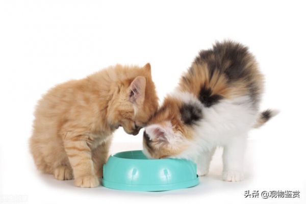 猫一个月吃多少斤猫粮，这与猫的身体年龄大小有关