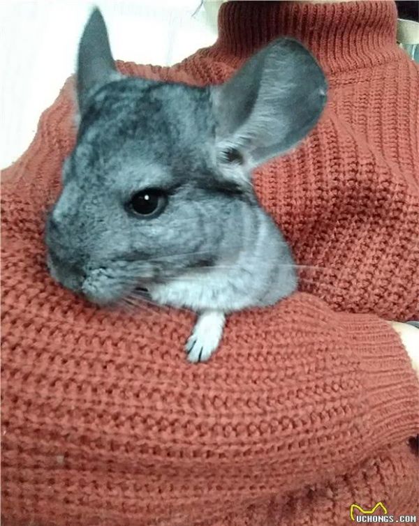 请问家有宠物龙猫一只是一种怎么样的体验？