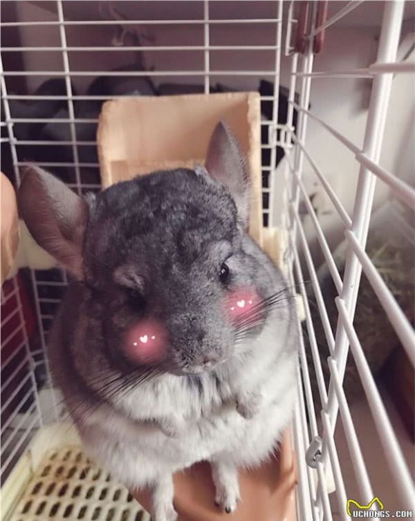 请问家有宠物龙猫一只是一种怎么样的体验？