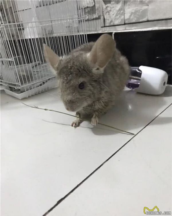 请问家有宠物龙猫一只是一种怎么样的体验？