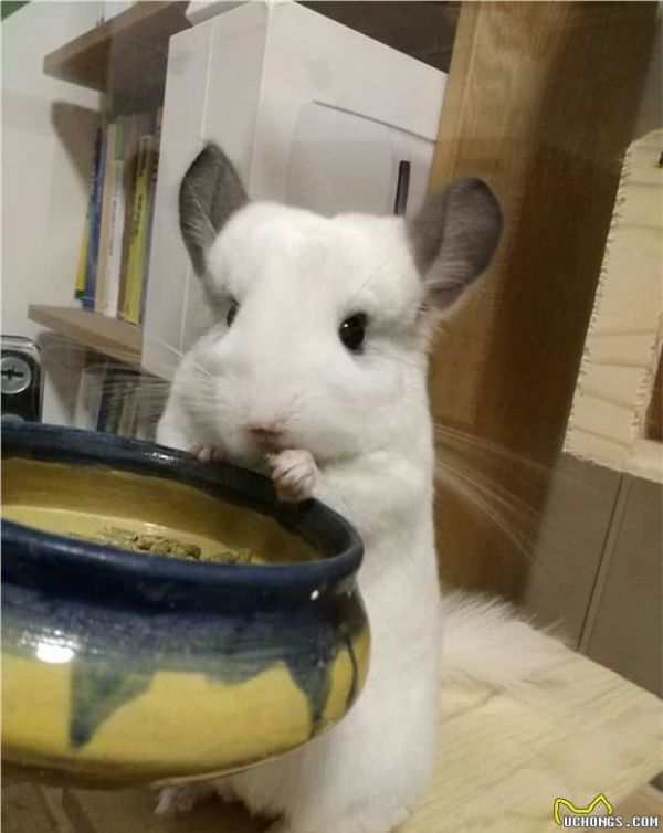 请问家有宠物龙猫一只是一种怎么样的体验？