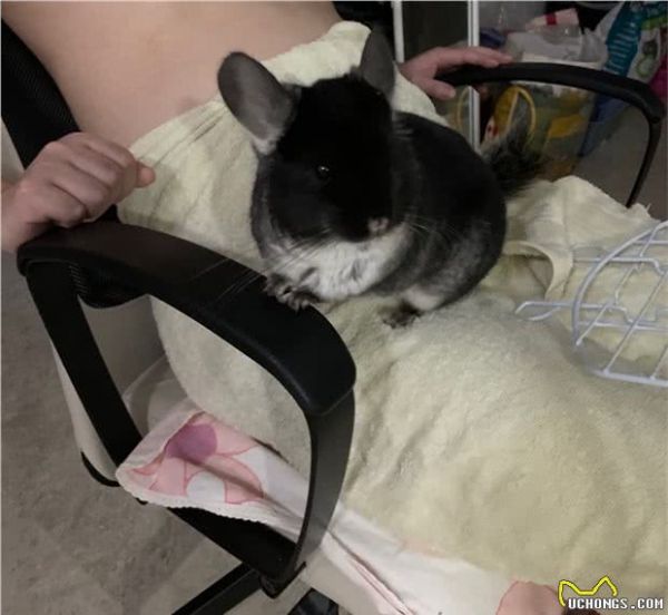 请问家有宠物龙猫一只是一种怎么样的体验？