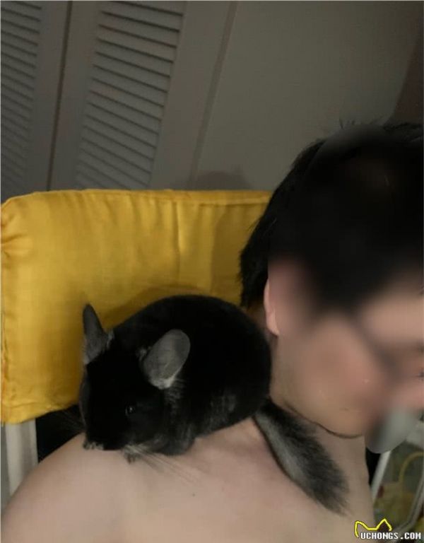 请问家有宠物龙猫一只是一种怎么样的体验？