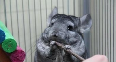 探秘龙猫奇妙的世界（以宠物为主）