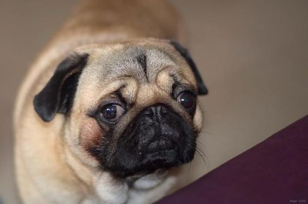 室内饲养大型犬，需要准备的三件东西，关于狗的生活质量