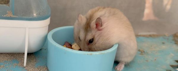 喂养仓鼠有什么原则，饲喂量不宜多、食物应干湿搭配等