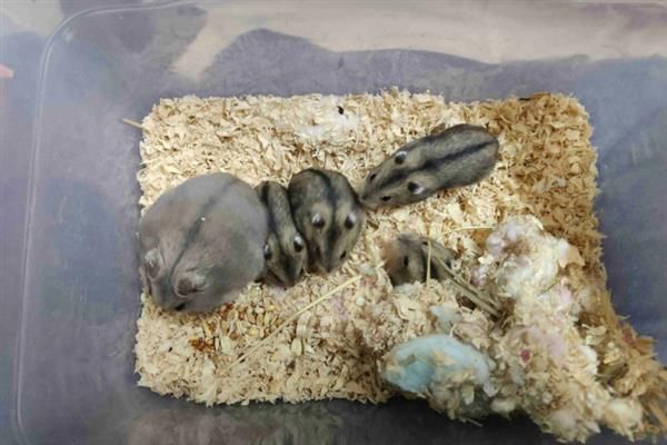 喂养仓鼠有什么原则，饲喂量不宜多、食物应干湿搭配等