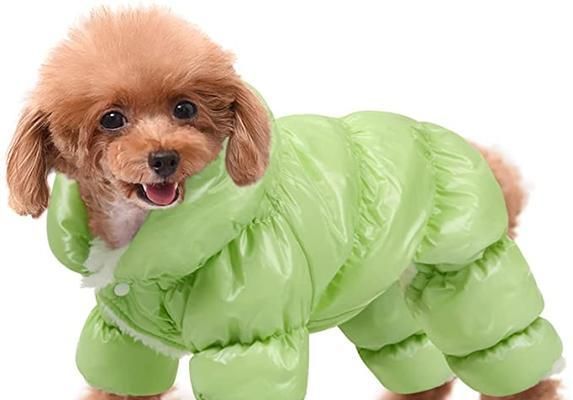 两个月幼犬冬季保暖攻略（如何给宠物提供舒适的温暖环境）