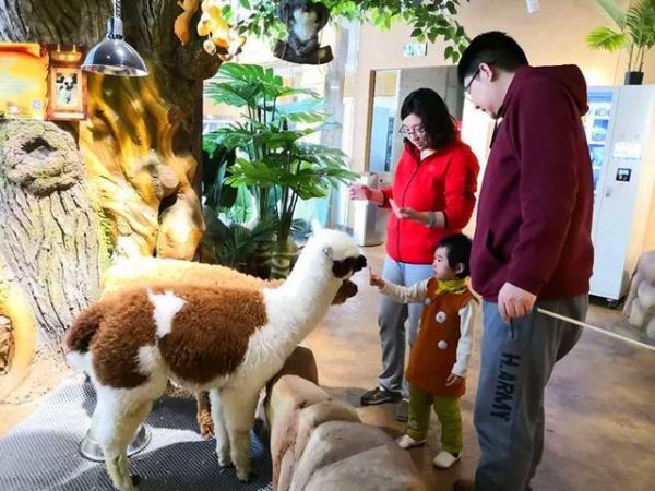 探索宜家萌宠乐园，与可爱的宠物共享美好时光