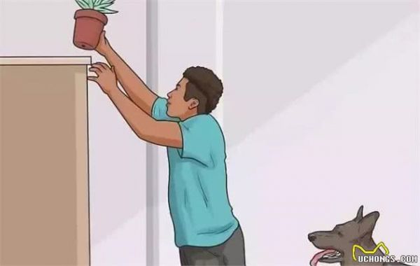 送给每一个爱狗的人—狗狗吃饭指南！