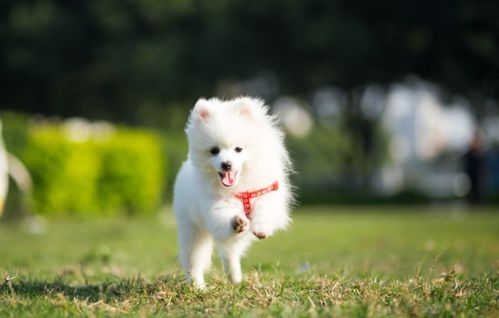 狗狗肛门红肿外翻：紧急处理指南