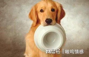狗狗糖尿病饮食指南:科学配方与营养需求