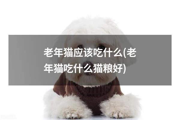 老年猫应该吃什么(老年猫吃什么猫粮好)