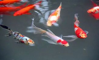 揭秘:观赏鲤鱼种类大全,打造宠物市场的爆款!