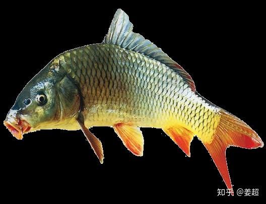 揭秘:观赏鲤鱼种类大全,打造宠物市场的爆款!