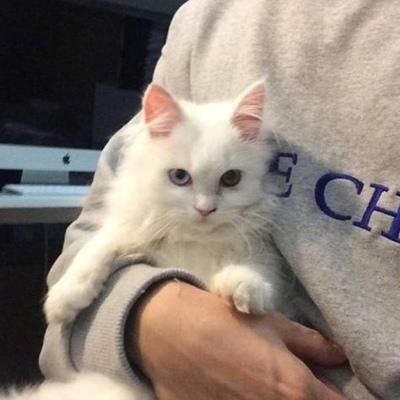 用猫做头像的男生 男生用的猫咪头像图片