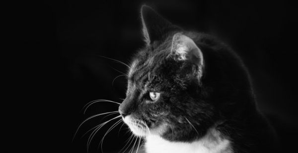 宠物先生猫粮好不好_团子先生猫粮幼猫可以吃吗