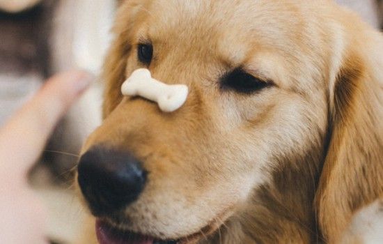 吃什么可以让狗狗毛色好看 这些食物可以喂狗狗