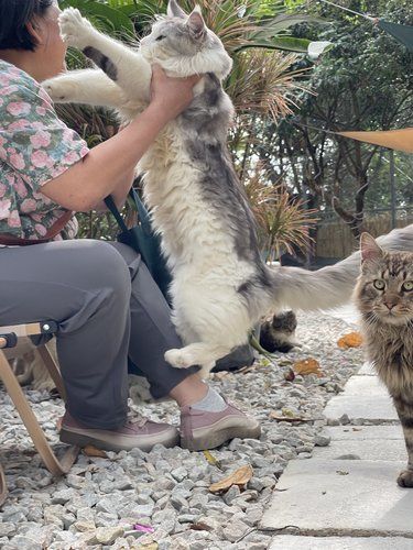 没有见过这么多品种猫