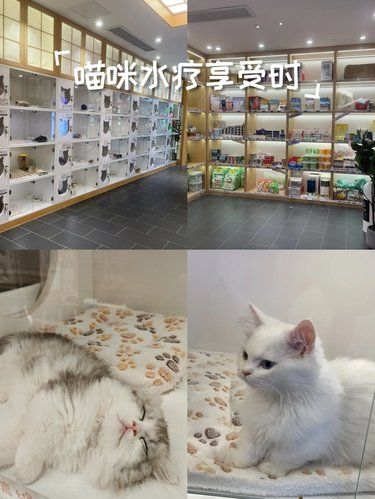 猫咪天地～宠物乐园