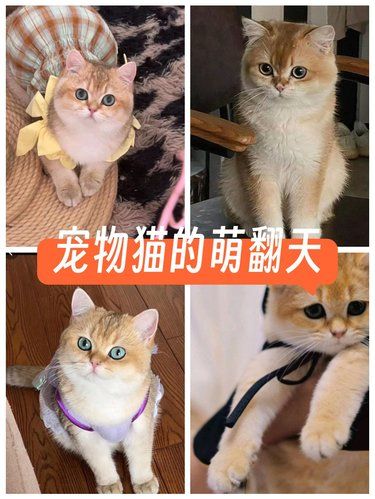 有些小猫咪天生就是为了治愈而来