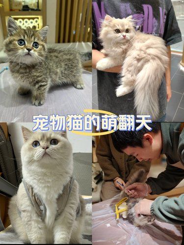 宠物猫的萌翻天日常~~
