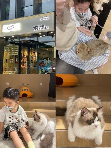 请大数据把我推给爱猫人士