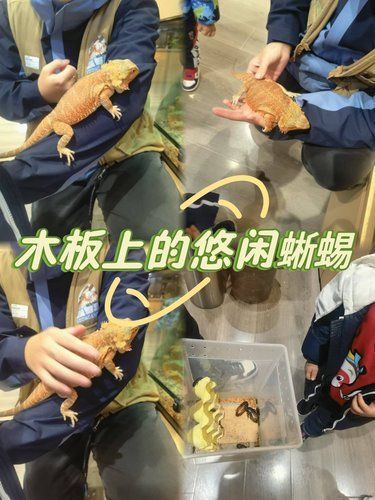心动萌宠萌萌哒