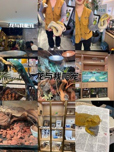 龙与我爬宠馆真的太适合带娃了