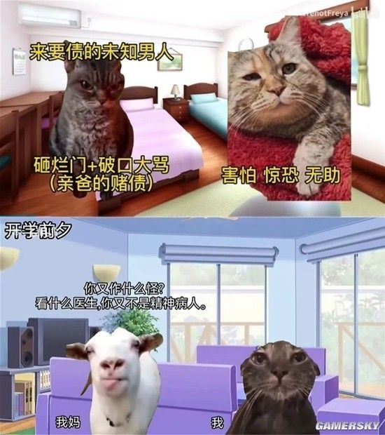 猫咪表情包大解析：猫meme现象