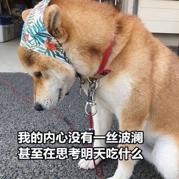 狗粮哪个牌子的好
