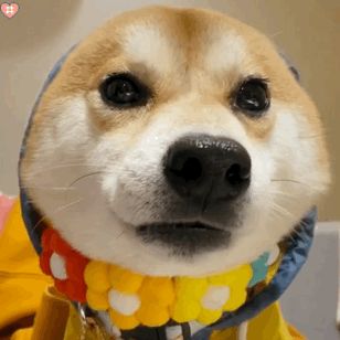 狗粮哪个牌子的好