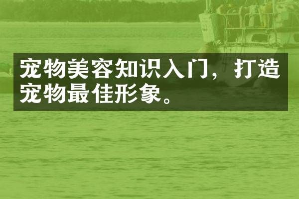 宠物美容知识入门，打造宠物最佳形象。