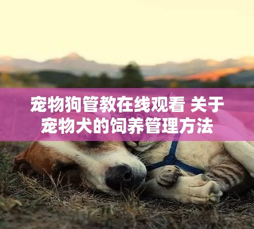 宠物狗管教在线观看 关于宠物犬的饲养管理方法