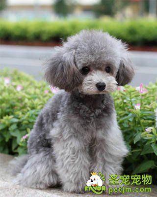 泰迪犬