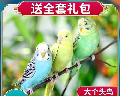 宠物鸟技艺训练的方法与道具（提升宠物鸟技艺的关键道具及训练技巧）