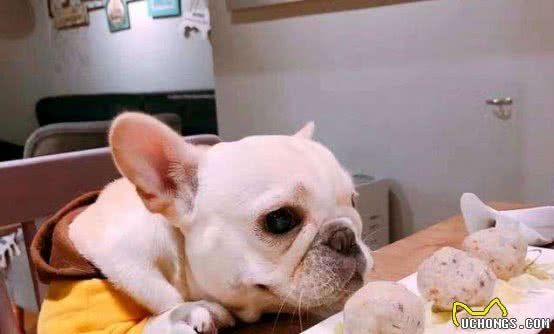 狗狗的营养如何均衡？