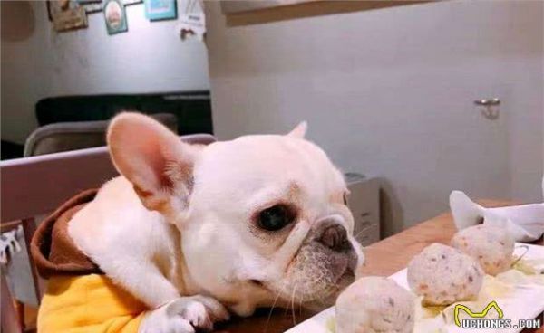 狗狗的营养如何均衡？