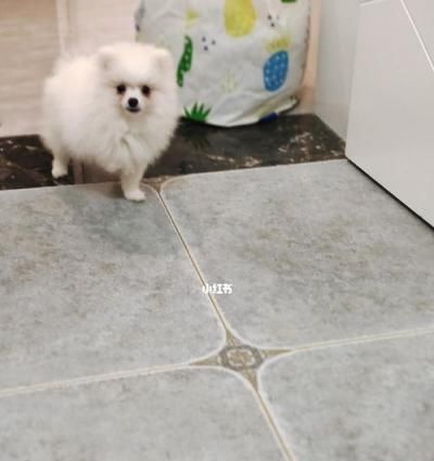 如何选择适合博美狗狗的狗粮（以营养均衡为标准）