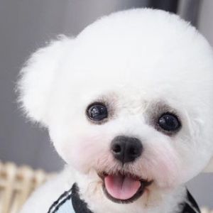 宠物狗狗美容剪毛创意造型（0-3kg）