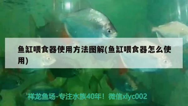 鱼缸喂食器使用方法图解(鱼缸喂食器怎么使用) 喂食器