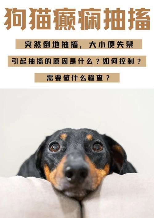 如何减轻抽搐狗