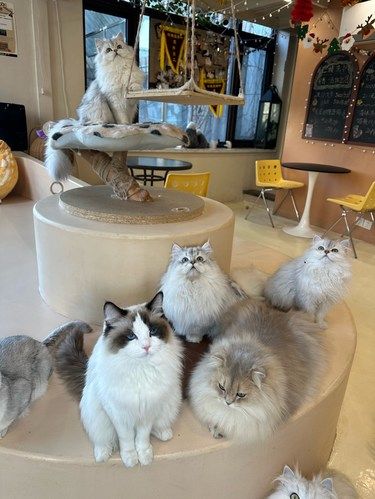 大连这家猫咖一定要来