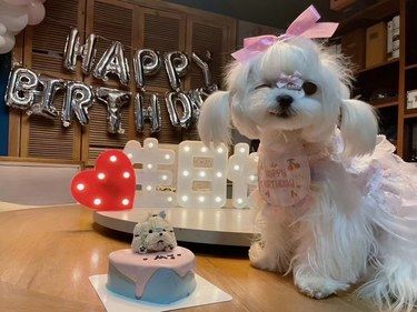 狗狗的快乐生日Time