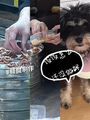 汪汪星人喵喵喵最爱的鲜食品餐厅