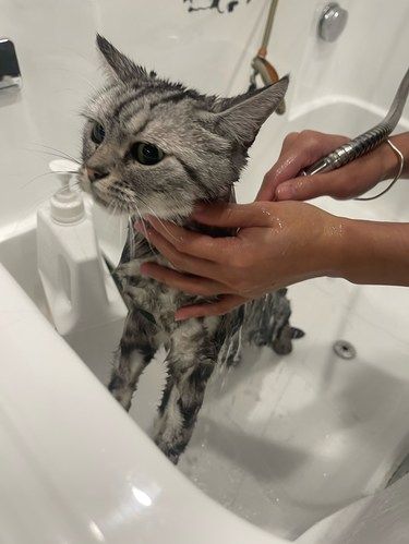 救命！凶猫洗澡了变萌猫了