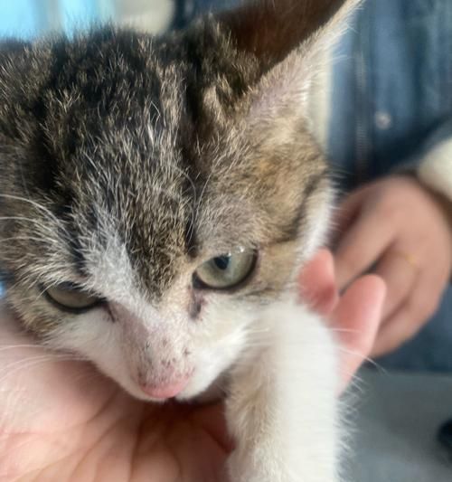 猫咪体检必知——关注宠物健康（多大时期去体检）