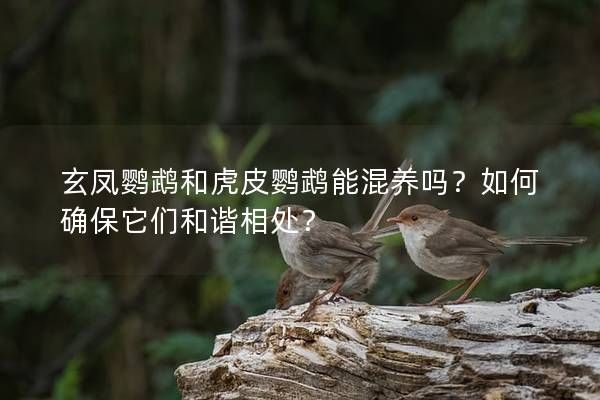 玄凤鹦鹉和虎皮鹦鹉能混养吗？如何确保它们和谐相处？