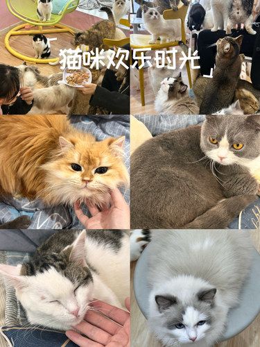 15块抱紧猫咪放松时刻！